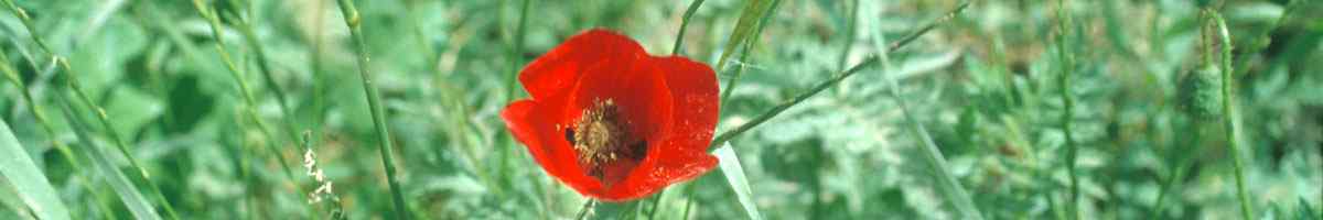 H37_05_mohn.jpg